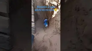el gato pitufo es real