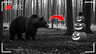 Trail cameras captured reactions Bears to Halloween decorations 😮🐻