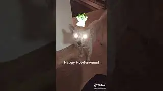 Spooky dogs👻😱 #spookydogs #puppyvideos #short #cutepuppy #haunteddogs #perritos
