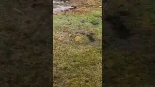 How To Fix A Flooded Yard With A French Drain