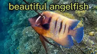 shoot angelfish the beautiful fish in the shallow reef