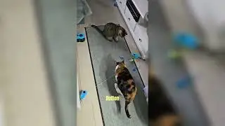 Best Interactive Cat Toy Wheel 🐾 Keeps Indoor Cats Active & Happy