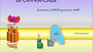 PicScience GPCR PKA CREB