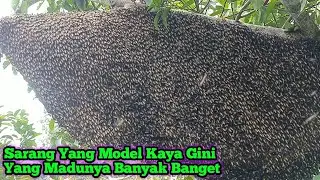 Lebahnya Sangat Agresif,Madunya Super Banyak     #bee#honey#lebah#hutan#alam#trending#viral#extreme 