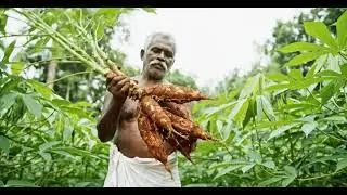 Tapioca Farming in Kerala | Complete Cassava Cultivation Guide