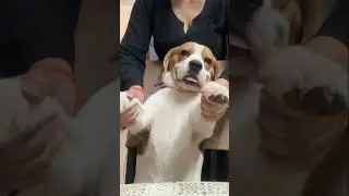 Dancing dog #dogsofyoutube #dogdancing #funnydogshorts #doglover #mustwatch #cutestdogever #beagle