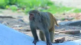 monkey moment ❤ #monkeylife #monkeymemes #monkeybaby