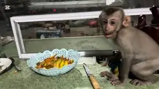 Mary eat sweet mango #monkey #animals #mary #asmr