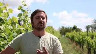 Demeter-Winzer Theo Weinmann &uuml;ber Biodynamie und Demeter-Wein