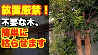 【木の枯らせ方】切っても伸びてくる木、完全に枯らせます