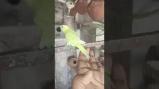 Breading progres#birds #parrot #flyinganimals #birdslover #birdflying #viralvideo #public