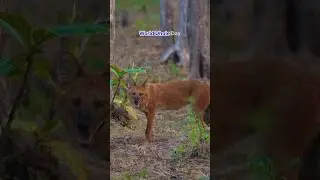 Tiger stays away from these so called hunters Dhole (Wild dogs) #wildlife #wilddog #nature #shorts