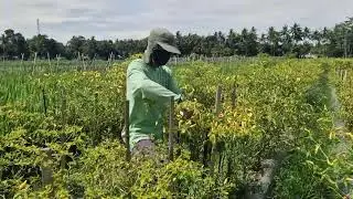 SMART FARMERS HARVEST HOT CHILI IN THE GARDEN WITH JUST BARE HANDS! -Agriculture Farming