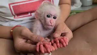 Baby monkey Tini has dermatitis that causes his hands to swell😭