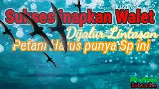 Cara Sukses Inapkan Walet Muda pakai SP ini #suarapanggil #waletmuda #inapwalet #panggilwalet