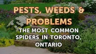 The Most Common Spiders in Toronto, Ontario