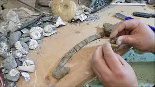 Time Laps Rib Of Ichthyosaurs  Incredible Bone