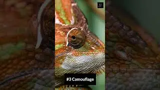 4 Incredible Animal Abilities That Will Blow Your Mind! #animalshorts #shorts