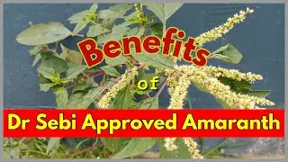 DR SEBI APPROVED AMARANTH GREENS - MEDICINE & FOOD #drsebi #drsebiapproved #amaranth #alkalinefood