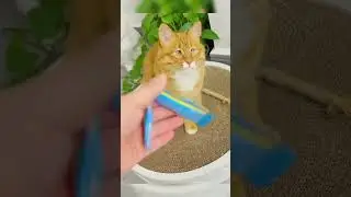 Pawsitively Cute The Irresistible Charm of Kittens #cat #cute #ASMR @catlife3108 😽😽