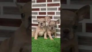 French Bulldog Puppies for Sale &ndash; PH-8481012479☎️ |#FrenchBulldog#FrenchiePuppy#PuppyForSale#dogshop