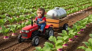 Monkey SaSa the Tractor and the Unexpected Adventure of Purple Radish | SaSa Monkey Tales