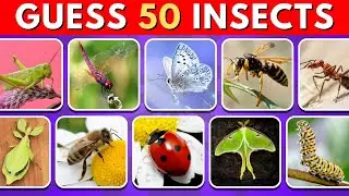 Can You Guess 50 Insects? 🐞🦋🕷️ | 50 Insects in 5 Seconds!
