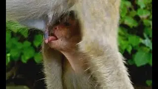 Who understand Lori feeling| Poor baby Lori licking milk| Pity baby Lori hungry to much.1017