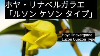 ホヤ・リナベルガラエ「ルソン ケソン タイプ」Hoya linavergarae 