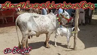 Cholistani Cross, Desi Cross And Sahiwal Cross Milking Cows On Gondal Mandi || My Life Channel