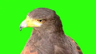 EAGLE GREEN SCREEN