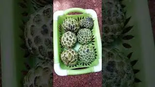 Sugar apple| സീതപ്പഴം |custard apple fruit| seetha pazham| fruit#shorts