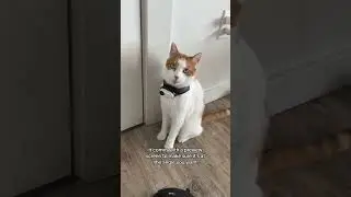Pet Collar Camera &ndash; 120&deg; Wide-Angle Lens, Magnetic Mount & Video Recording for Cats & Dogs  #pets