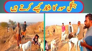 suar ka shikar || jungali suar ke shikar kaise karte hain |&bull; hunting with dog..