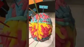 Parts of the Brain - Brain Model by Darlenis Zapata