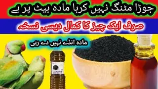 زبرسست دیسی ٹپس|Breeding Tips For All Birds 2023|Ks birds update