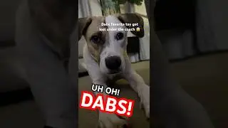 ДЭБС И ДЖЕЙКИ ВРЕМЯ ИГРЫ 🐾 | DabsAndJakey #Shorts #Dog #DailyDabs