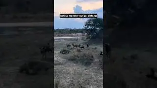 Buaya Rebut Mangsa Wild Dog! Siapa Penguasa Sungai Sebenarnya #animals #animalshorts #hewan