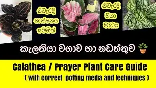 කැලතියා වගාව හා නඩත්තුව Calathea / Prayer Plant Care Guide / Indoor plants