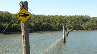 Australia should &lsquo;absolutely&rsquo; have the shark nets: Liberal Senator