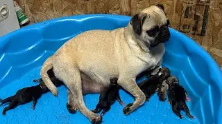 Subscribe and like! @Kyle-911-Texas #feeding #doglife  #pug #nature #education #puglife #dog#puppies