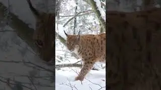 The Amazing Lynx!