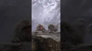 Snow Monkeys 🇯🇵🐵❄️ #snowmonkey #nagano #jigokudani #yamanouchi #japan #shorts