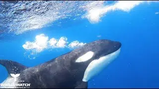 Bremer Bay Orca Science and Biology