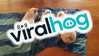 Wagging Piggy Tails || ViralHog