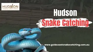 Hudson Snake Catching - Snake Catcher Near Me Gilston, QLD | Local Snake Catcher