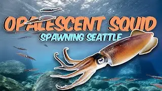 Opalescent Squid Spawning Seattle Washington