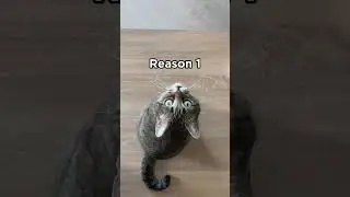 🐱🎲 Quit Your Job😄