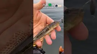【ハゼ釣り】8月下旬のハゼ釣りでつかう竿2025年8月31日【ショート】③