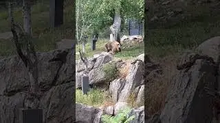 The Takin